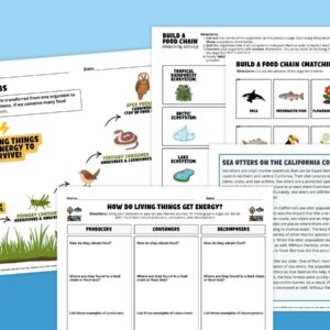 Feature image showing a variety of worksheets from the Food Web & Food Chain Worksheet & Activity Bundle.
