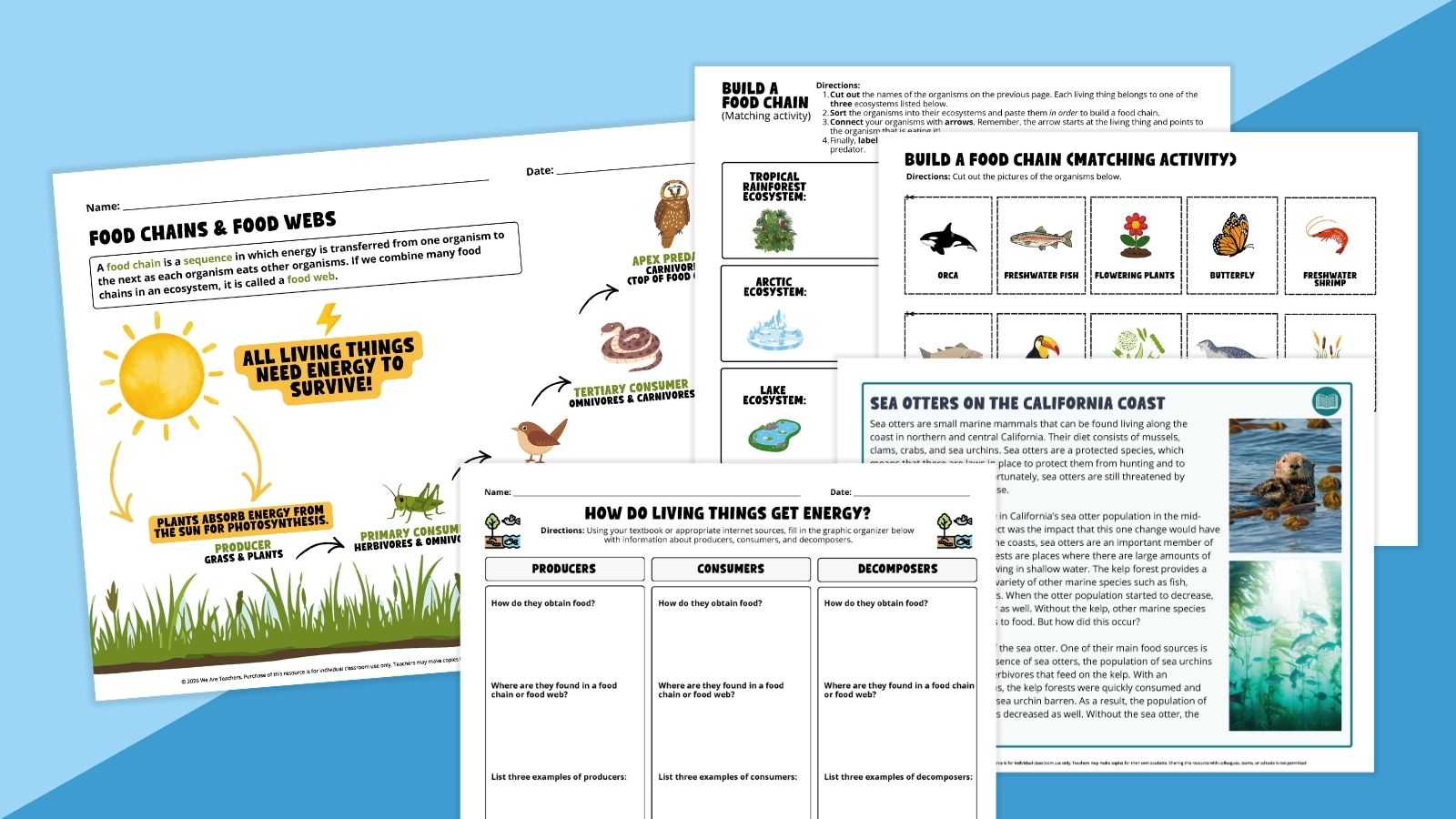 Feature image showing a variety of worksheets from the Food Web & Food Chain Worksheet & Activity Bundle.