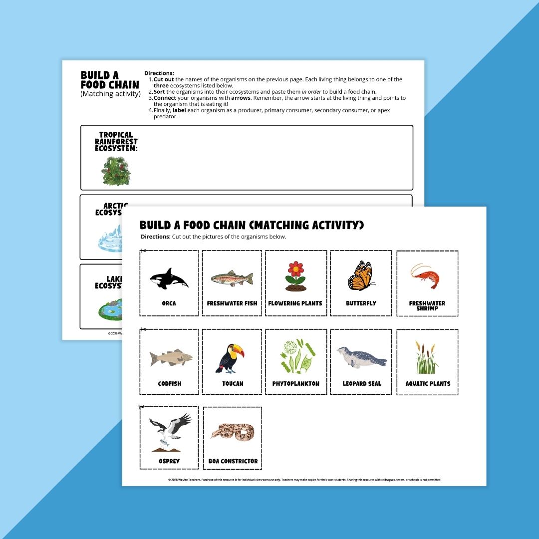 Images of a cut-and-paste activity from the Food Web & Food Chain Worksheet & Activity Bundle.