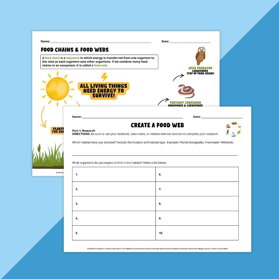 Images of food chain worksheet.