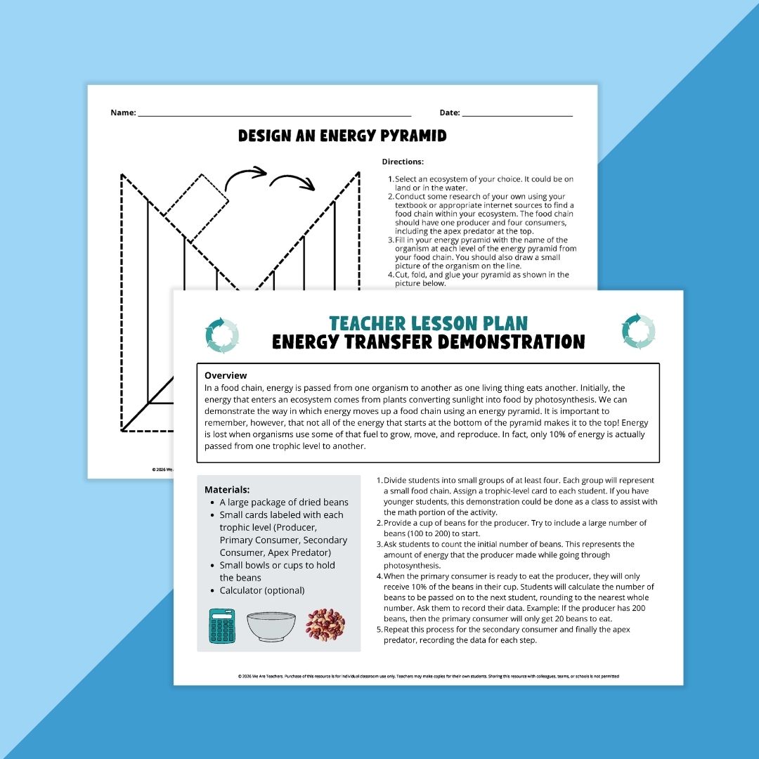 Images of two activity pages from the Food Web & Food Chain Worksheet & Activity Bundle.