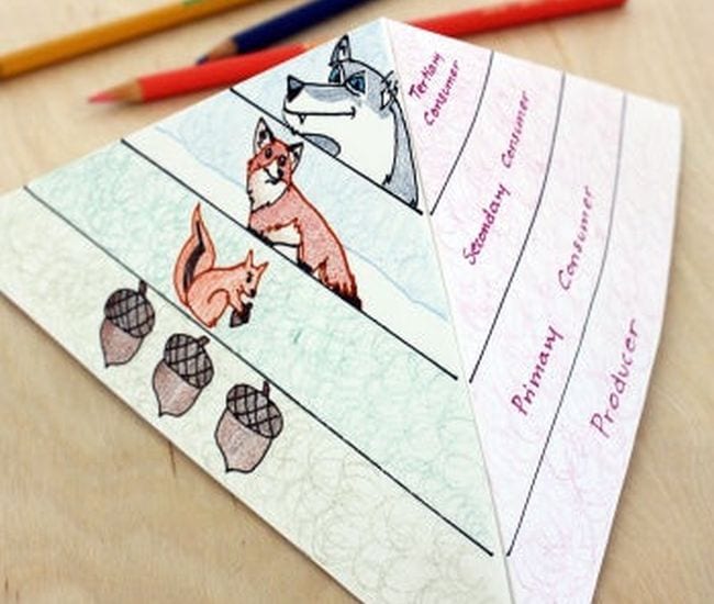 A food web activity include this paper craft that shows different animals and their names in ascending order.