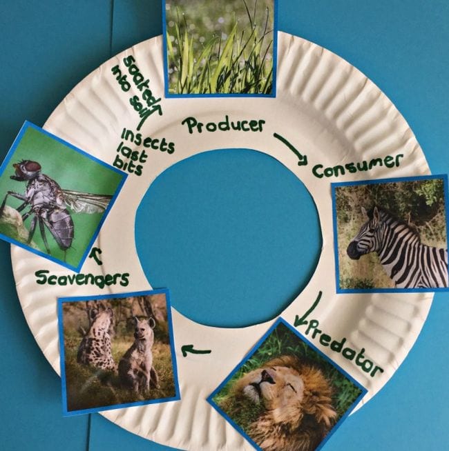 A paper plate with the center cut out features photos of animals in this example of a food webs activity.