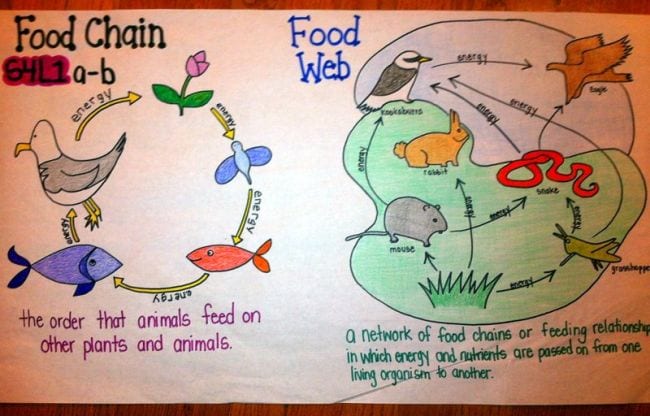 Food webs activity include this drawing of a circular food web featuring sea life.