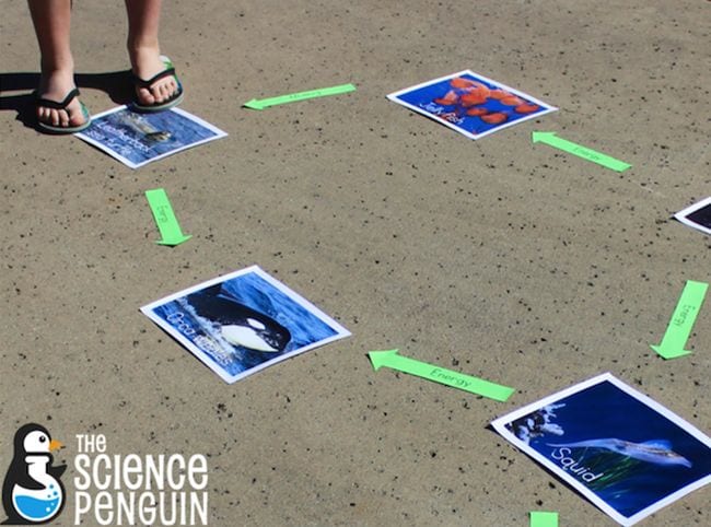 Large photos are spread in a circle on the ground outside. Arrows connect them in this example of a food web activity.