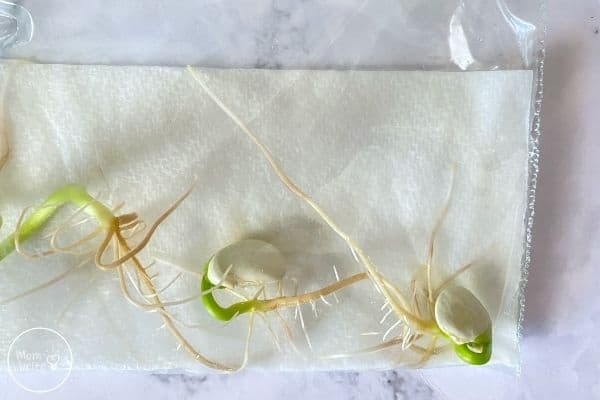 Bean seeds germinate inside a plastic zipper bag