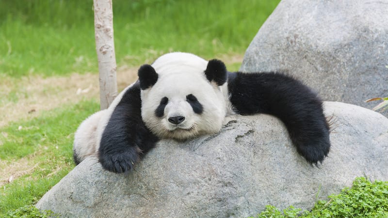 A panda laying out on a rock -- science websites for elementary
