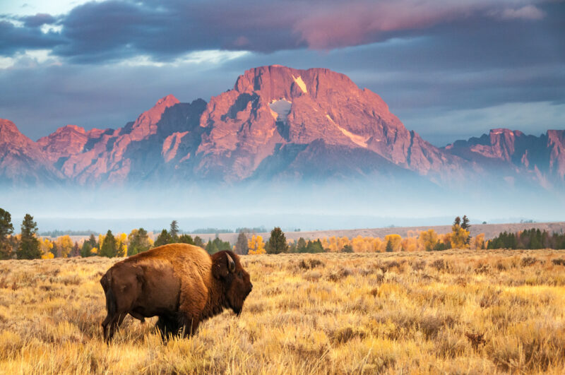 A bison stands in front of Mount Moran, north of Jackson Hole Wyoming- special education teacher salary