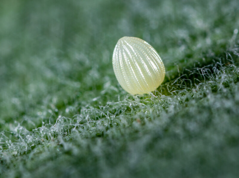 Monarch Butterfly Egg Super Macro Monarch Butterfly Egg