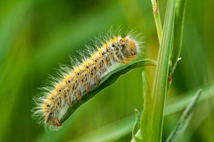Hairy caterpillar before turning into a beautiful butterfly. Hairy caterpillar on a green leaf in close-up shot on a green background.