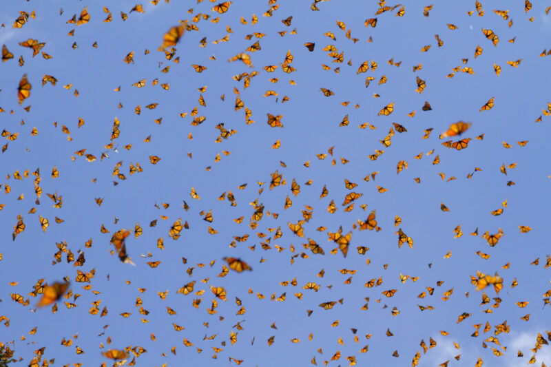 A quintessential photo of monarchs as they soar through their migration in Mexico