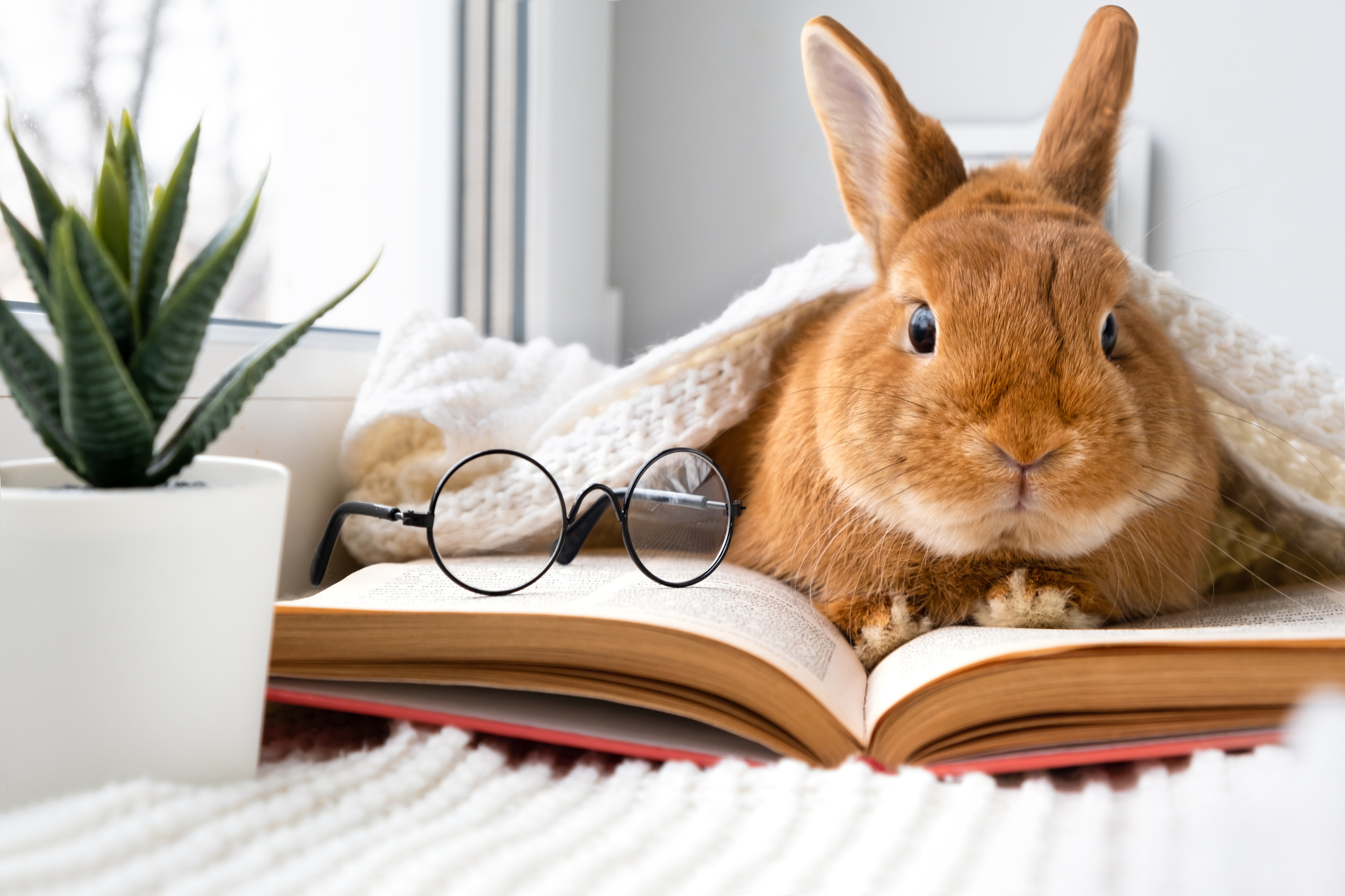 Cute brown little bunny rabbit with eyeglasses lying on plaid on windowsill reading book indoors near window.Smart,brainy pet.Bad poor vision,education concept.