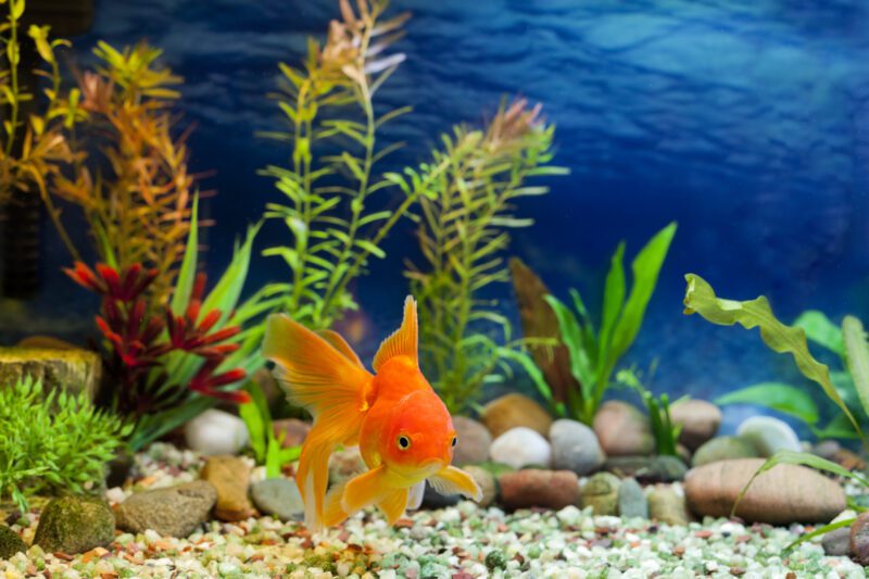 Goldfish in a tank
