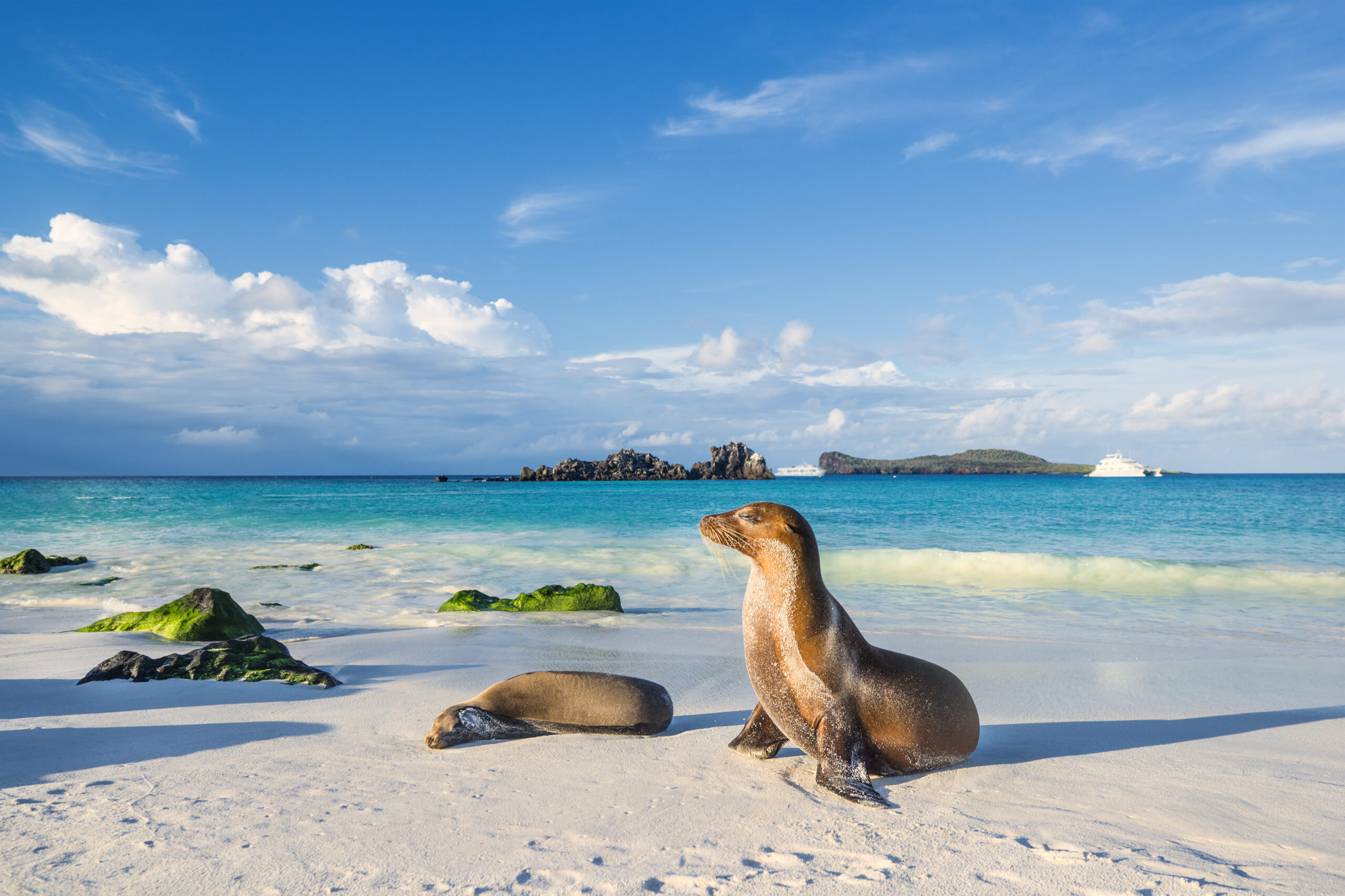 Galapagos sea lion (Zalophus wollebaeki) at the beach of Espanola island