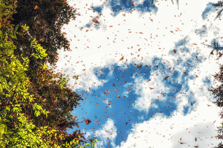 Monarch Butterfly Biosphere Reserve, Michoacan (Mexico) Monarch Butterflies in Michoacan, Mexico, millions are migrating every year and waking up with the sun.