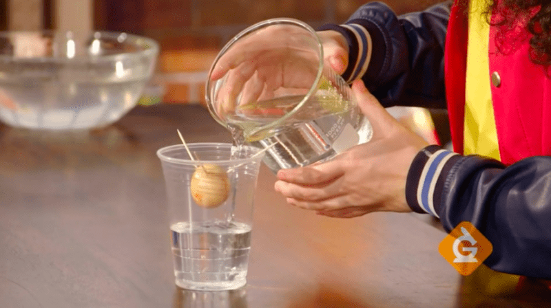 students hands pouring water into a cup with an avocado seed perched at the top with toothpicks