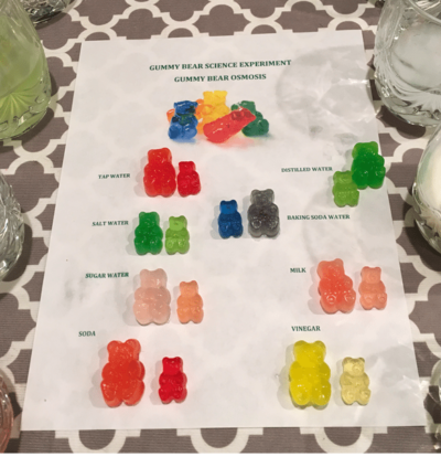 Gummy bear osmosis experiment for 6th grade science.