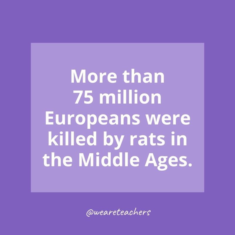More than 75 million Europeans were killed by rats in the Middle Ages.
