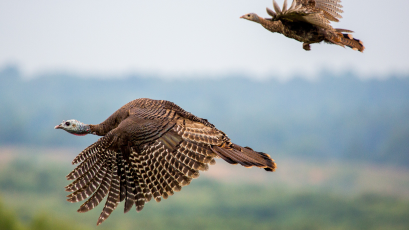 How fast can turkeys fly? 