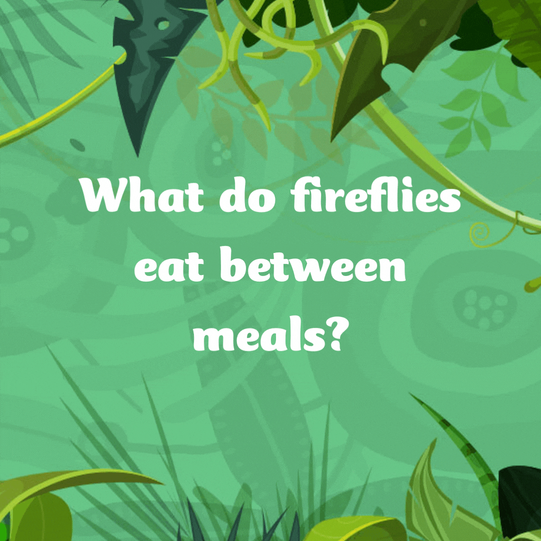 What do fireflies eat between meals? Light snacks!