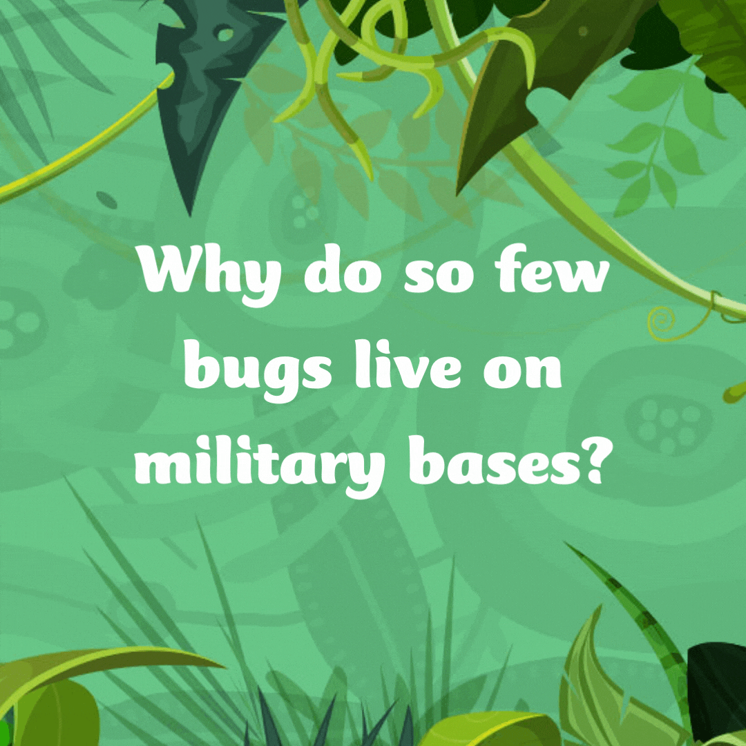 Why do so few bugs live on military bases? Because of the strict no-fly zones!