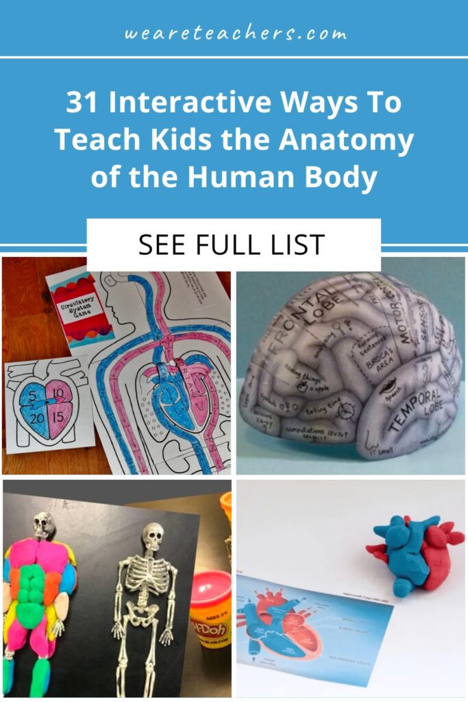 Try fun, hands-on anatomy activities like building a working model of the hand, lungs, or heart, making an edible spinal column, and more.