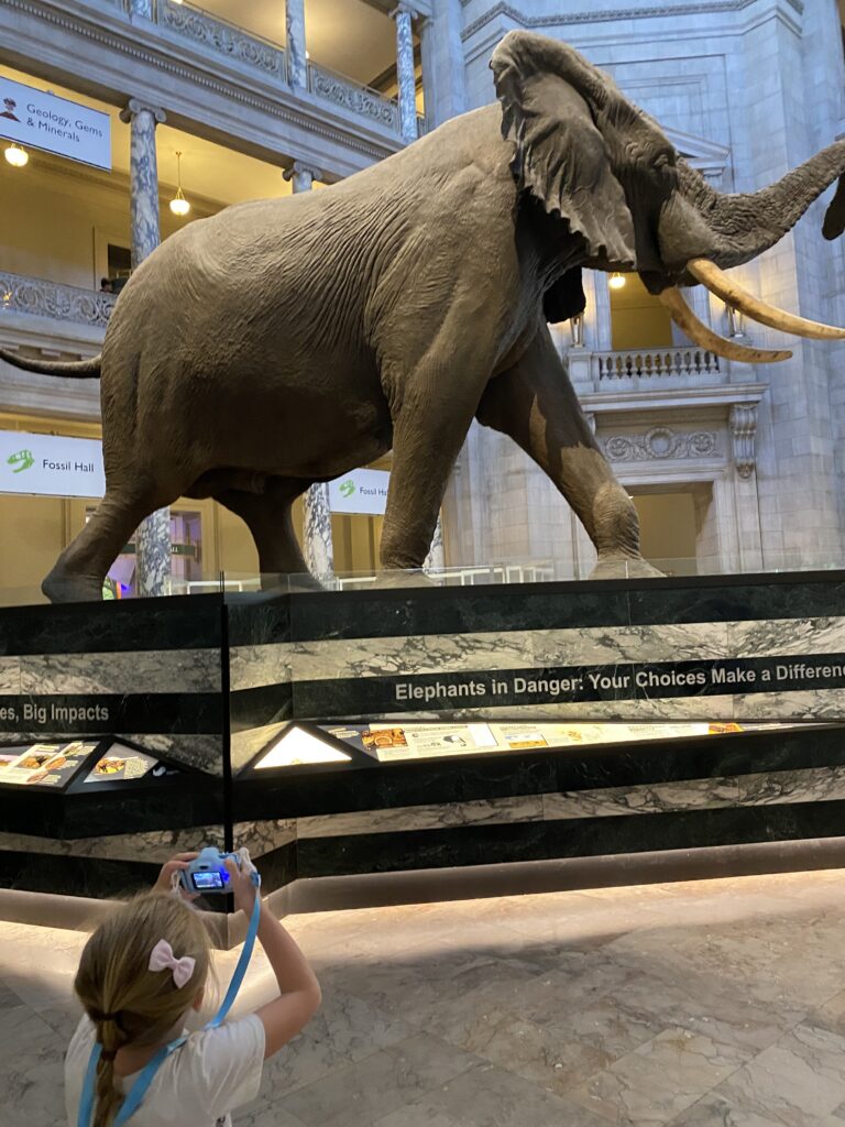 an image of a student in the Smithsonian National Museum of Natural History in front of an elephant statue