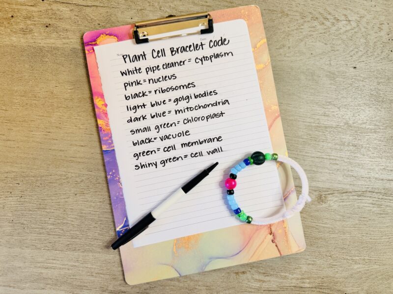 an example of a plant cell represented by different beads in a bracelet