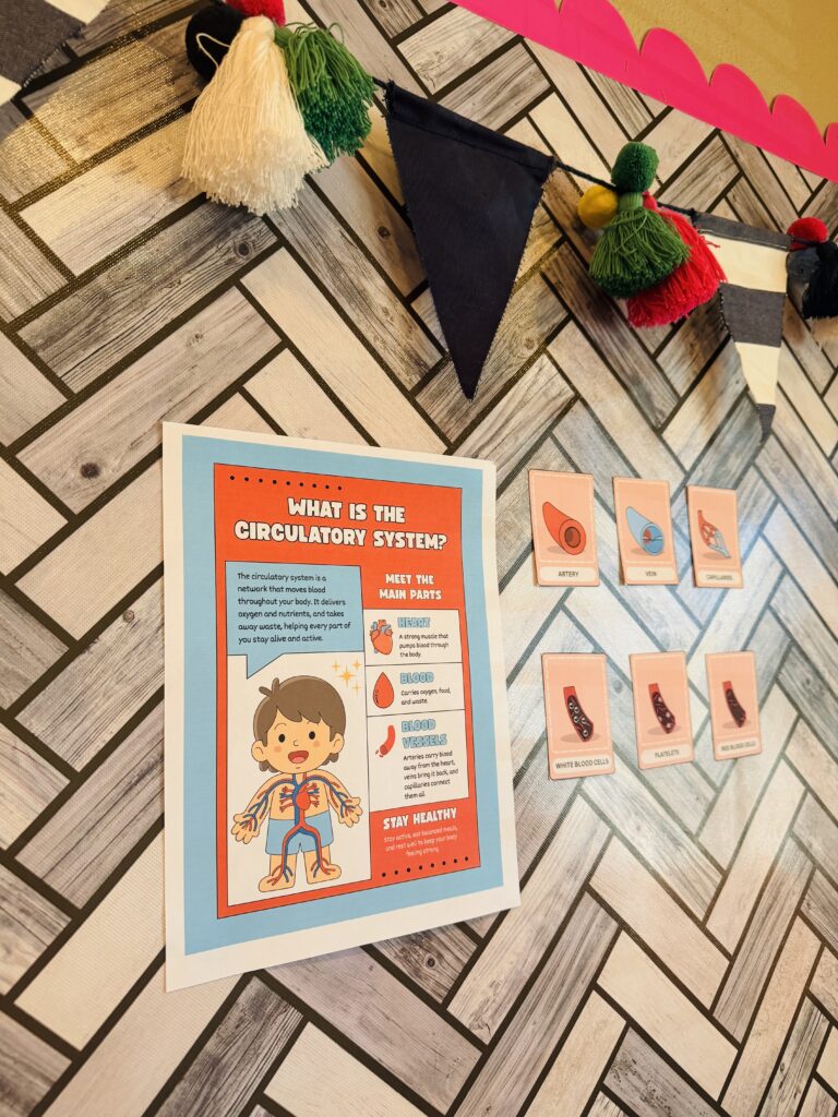 printable posters explaining what the circulatory system