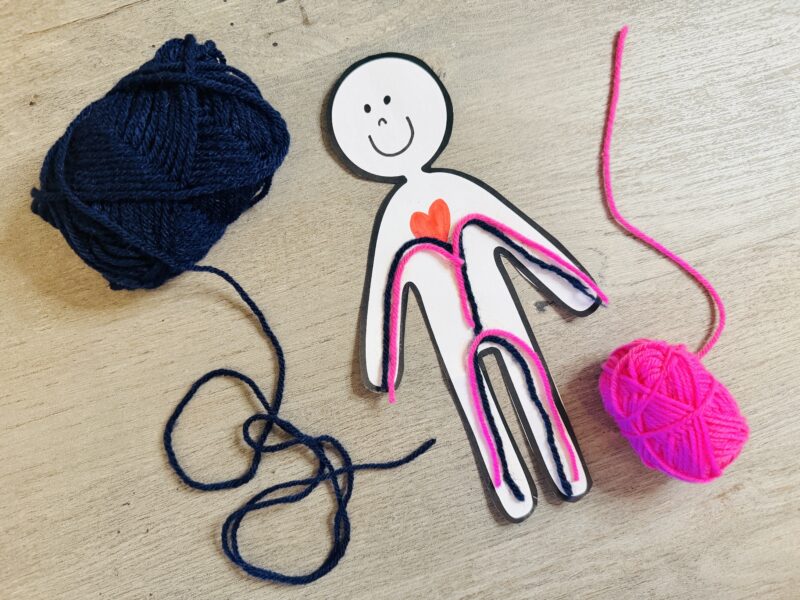 yarn examples of blood vessels within the body