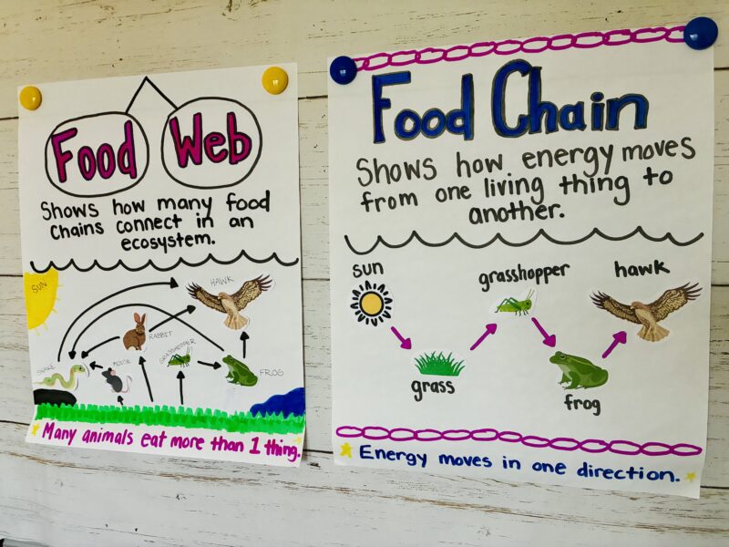 an image of two anchor charts for early learners focusing on the food web and the food chain