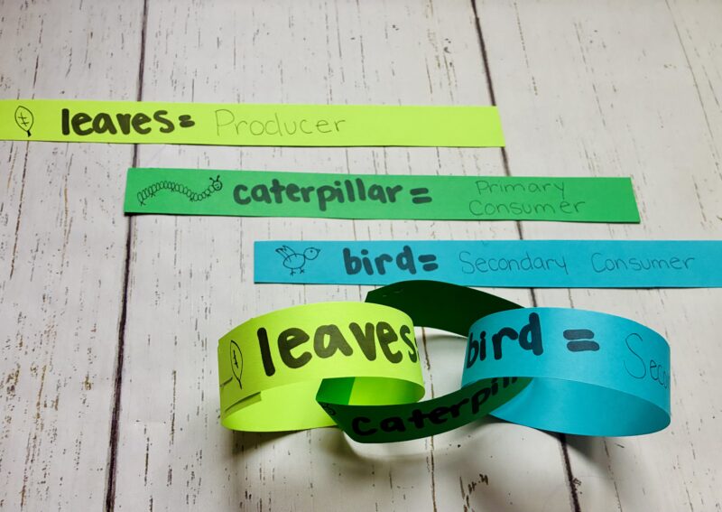 an example of a food chain link with a producer, primary consumer, and secondary consumer paper links stapled together