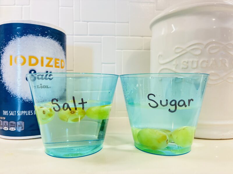 Ocean Activities for Kids one cup with salt and water and one cup with sugar and water both have grapes in the cups and only the salt water grapes are floating to demonstrate salt water density