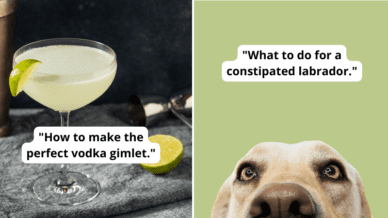 Paired images of a vodka gimlet and labrador to show lessons teachers would have to teach based on the last thing they googled