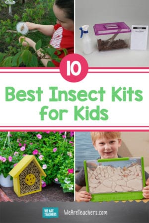 10 Buzz Worthy Creepy Crawly Insect Kits For the Classroom