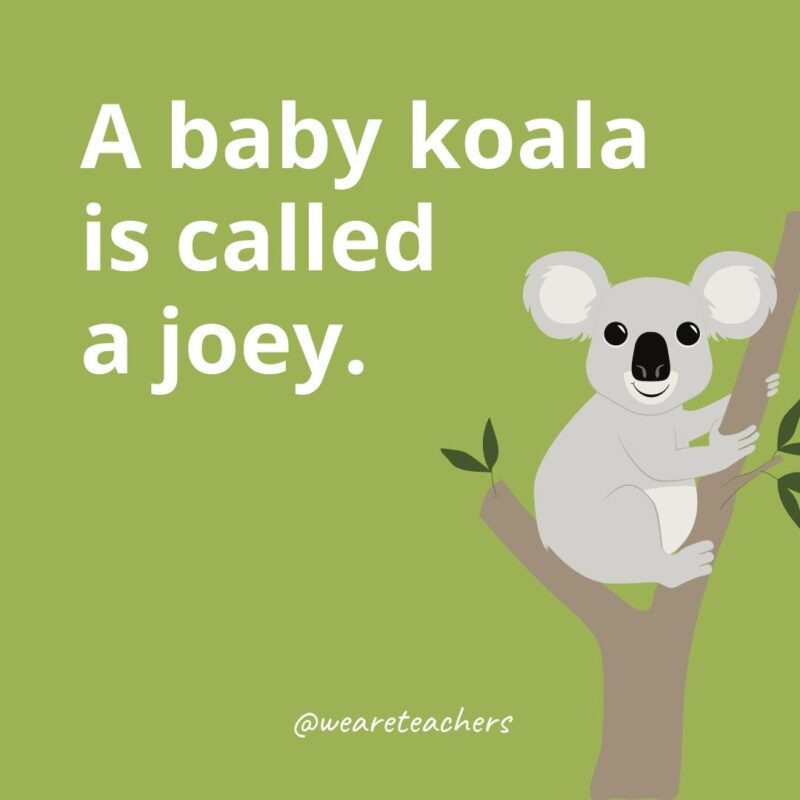 A baby koala is called a joey.