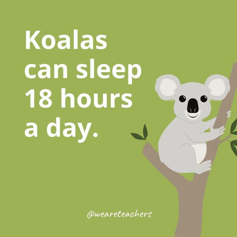 Koalas can sleep 18 hours a day.