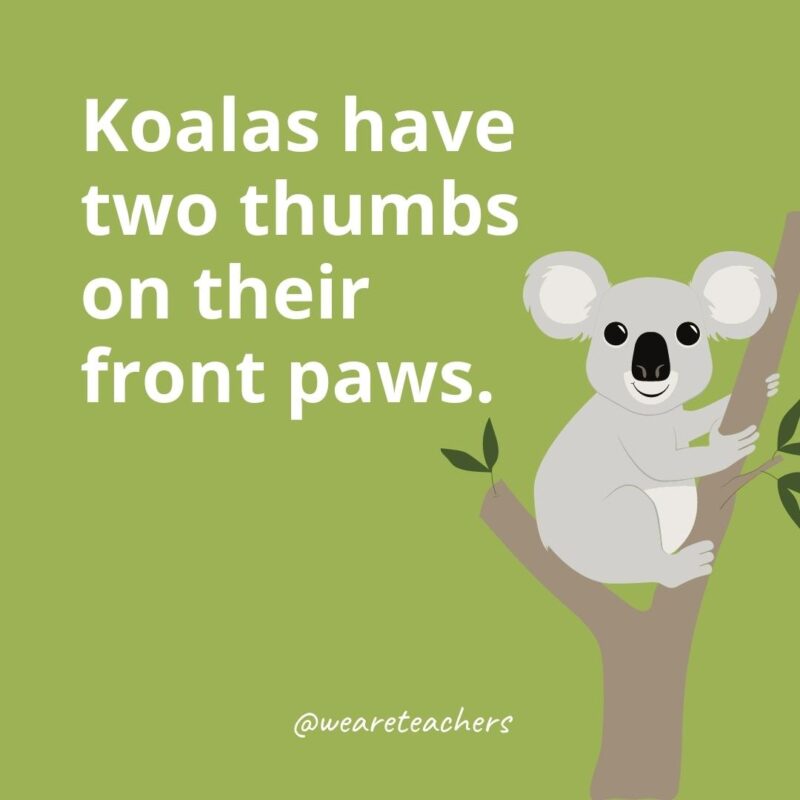 Koalas have two thumbs on their front paws.