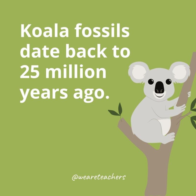 Koala fossils date back to 25 million years ago.