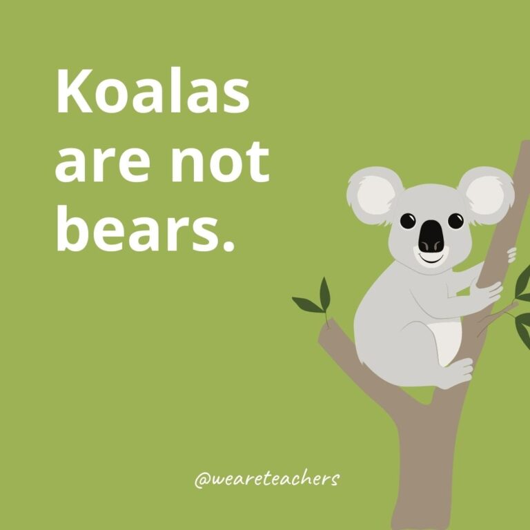 Koala Facts for Kids That Are Perfect for the Classroom and at Home!