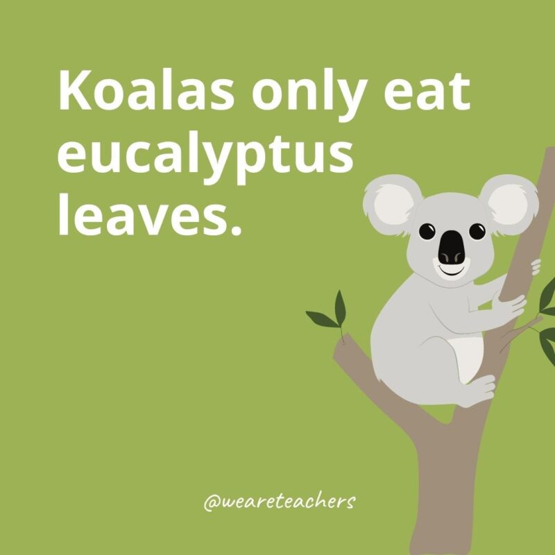 Koalas only eat eucalyptus leaves.