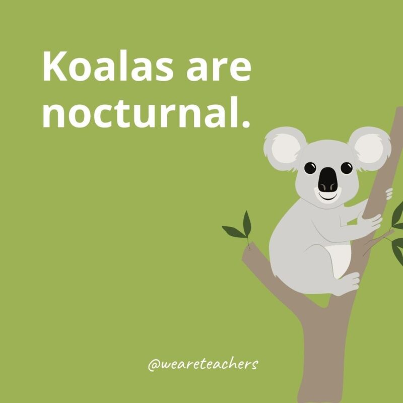 Koalas are nocturnal.
