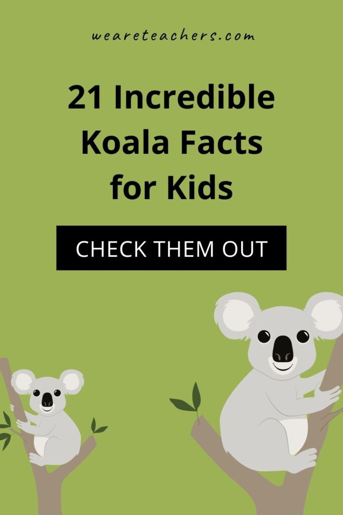 21 Incredible Koala Facts for Kids