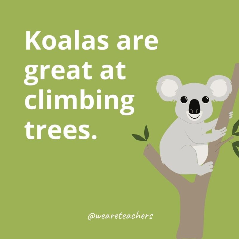 Koalas are great at climbing trees.