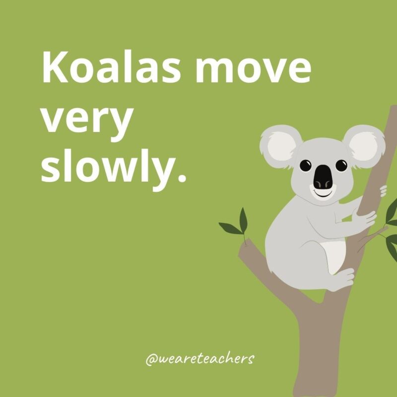 Koalas move very slowly.
