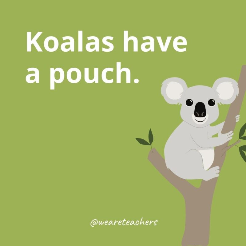 Koalas have a pouch.