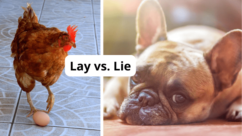 Photos of a hen with an egg and a puppy lying down. Text reads lay vs. lie