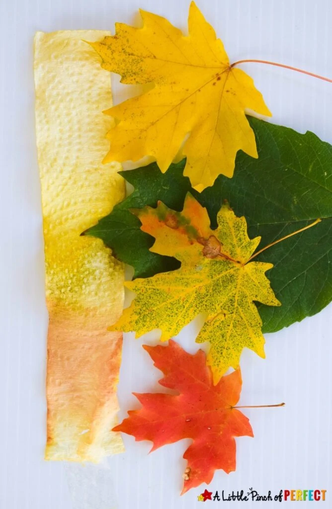 Different colored leaves laid out on a table
