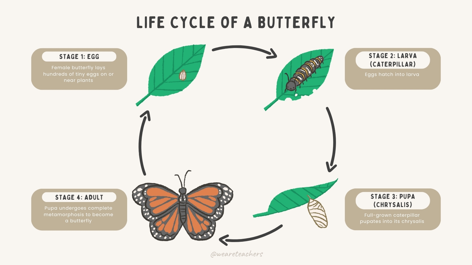 presentation butterfly life cycle