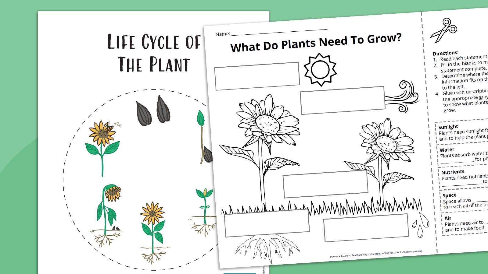 Life Cycle of The Plant Feature